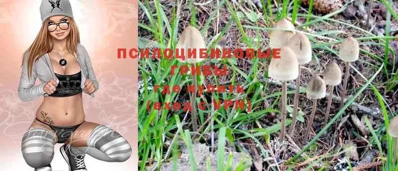 Псилоцибиновые грибы Psilocybine cubensis  гидра   Куровское 